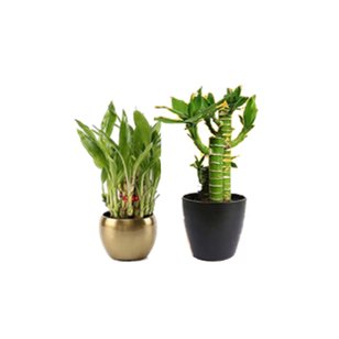 LUCKY PLANT
